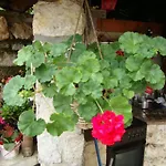 Lejlighed Zajednica