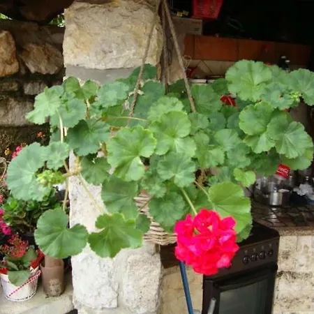 Lejlighed Zajednica